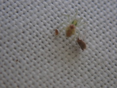Nigma puella