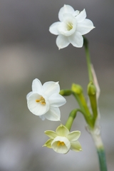 Narcissus dubius