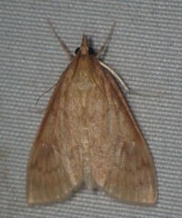 Ostrinia