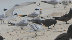 Thalasseus bengalensis