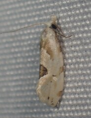 Aethes angustana