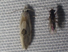 Aethes angustana