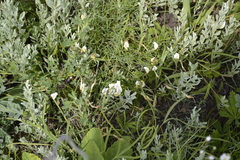 Astragalus ucrainicus