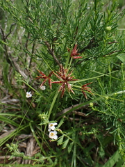 Cyperus usitatus