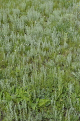 Salvia nutans