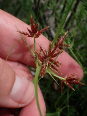 Cyperus usitatus