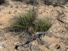 Yucca elata