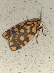 Miltochrista quadrilineata