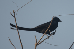 Dicrurus macrocercus