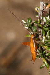 Saltoblattella