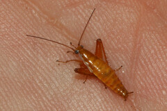 Saltoblattella
