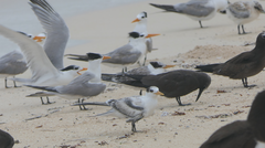 Thalasseus bengalensis