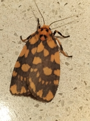 Miltochrista quadrilineata