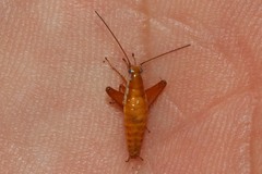 Saltoblattella