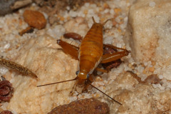 Saltoblattella