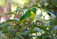 Chlorophonia callophrys
