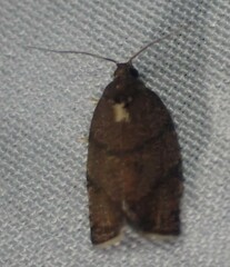 Argyrotaenia juglandana