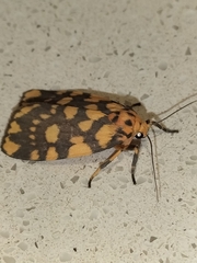 Miltochrista quadrilineata