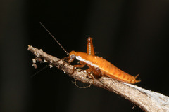 Saltoblattella