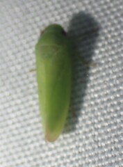 Iassinae