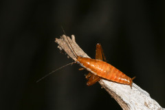 Saltoblattella