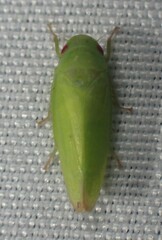 Iassinae