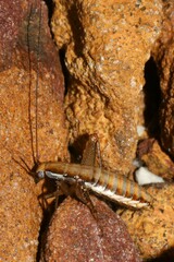 Saltoblattella