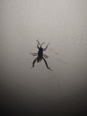 Evania appendigaster
