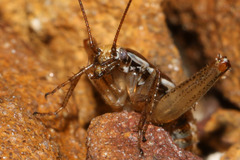 Saltoblattella