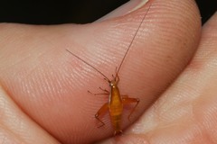 Saltoblattella