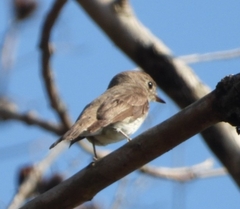 Muscicapa dauurica