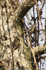 Certhia brachydactyla