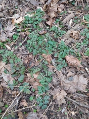 Chaerophyllum temulum