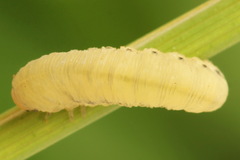 Corynis crassicornis