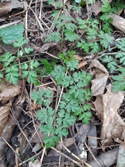 Chaerophyllum temulum