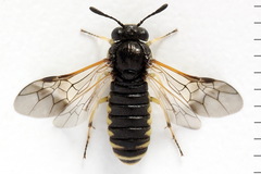 Corynis crassicornis