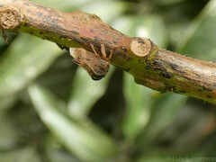 Talipes appendiculatus