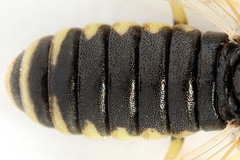 Corynis crassicornis