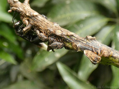 Talipes appendiculatus