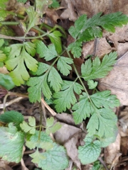 Chaerophyllum temulum