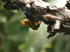 Talipes appendiculatus