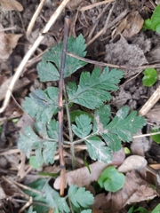 Chaerophyllum temulum