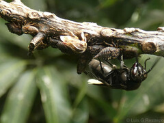 Talipes appendiculatus