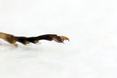 Corynis crassicornis