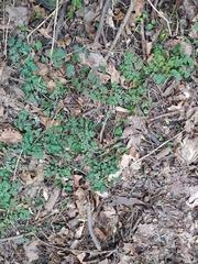 Chaerophyllum temulum