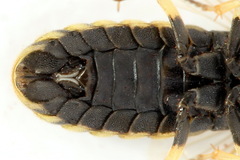 Corynis crassicornis