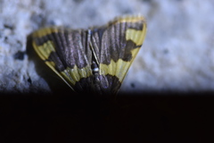 Rehimena phrynealis