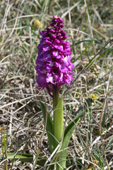 Orchis mascula