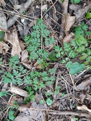 Chaerophyllum temulum