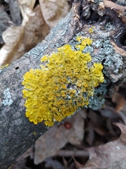 Xanthoria parietina